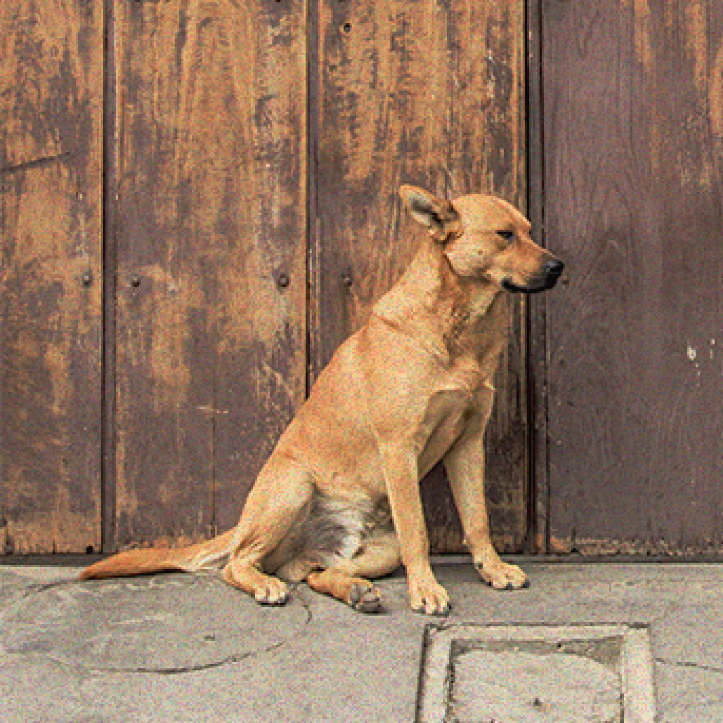 que-siente-un-perro-cuando-lo-adoptan-y-lo-devuelven.jpg