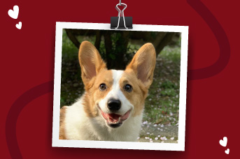 adopcion-de-alimento-ringo.jpg