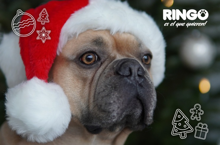 Conoce los adornos navideños riesgosos para tu ringo y vive una temporada libre de peligros al lado de tu perro