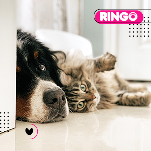 Claves para reforzar la amistad de un perro y un gato