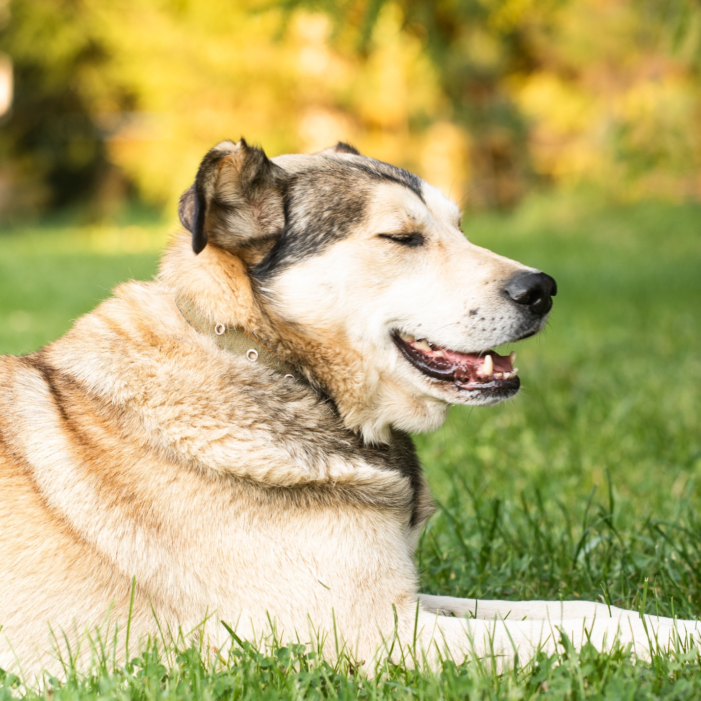 anaplasma-en-perros-se-transmite-a-humanos.jpg