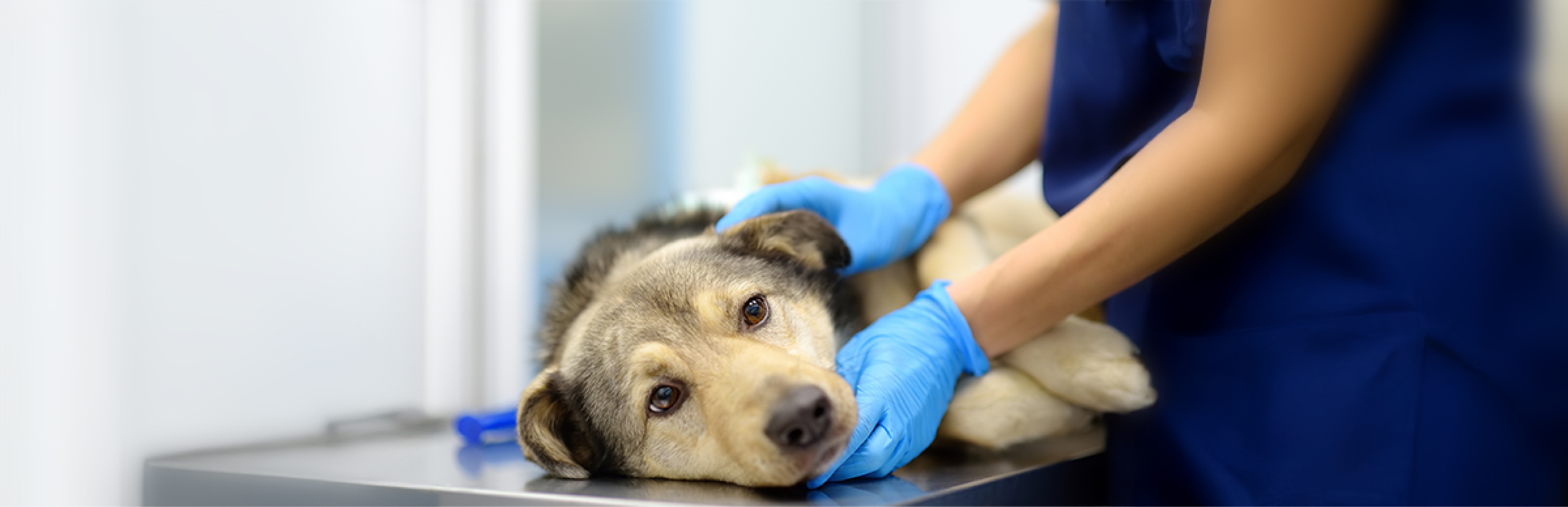 anaplasma en perros síntomas y tratamiento
