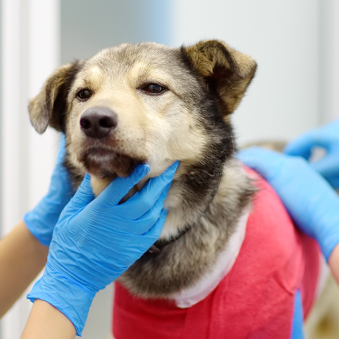 tratamiento-anaplasma-en-perros.jpg