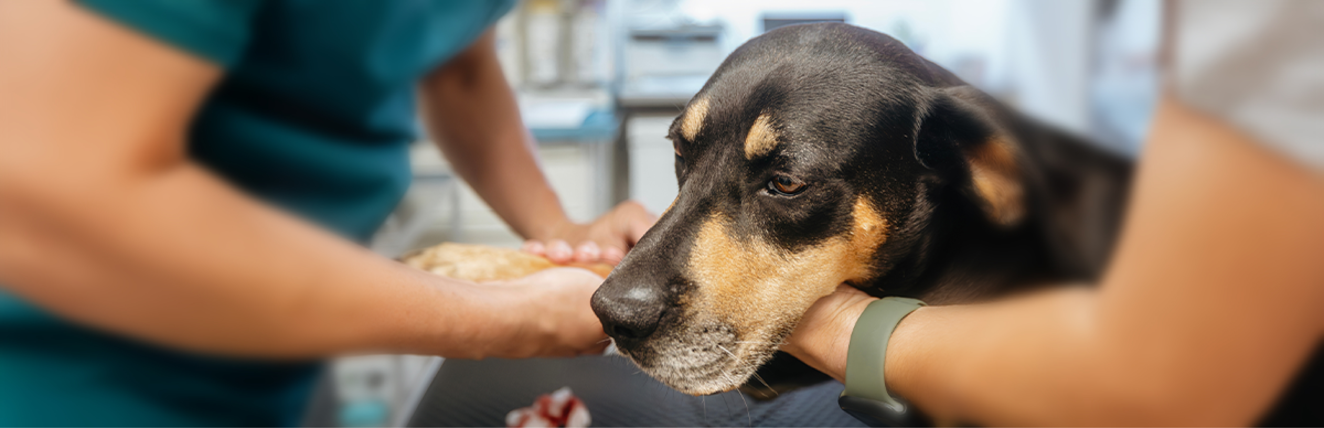 Cuál es el tratamiento para la azotemia