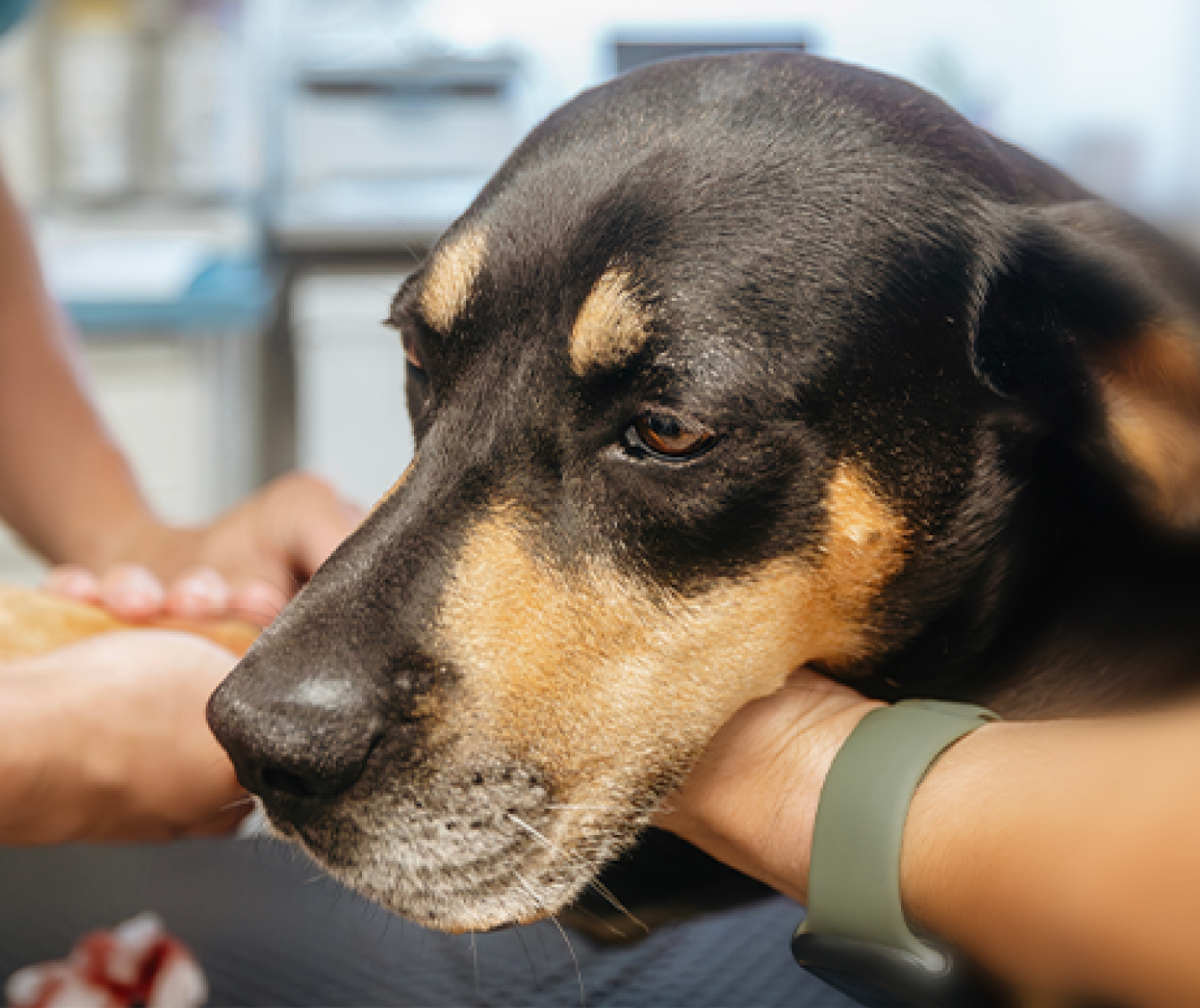 Azormia Azotemia en perros: qué es, síntomas y cómo tratarla
