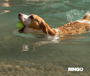 beneficios de la natación para perros