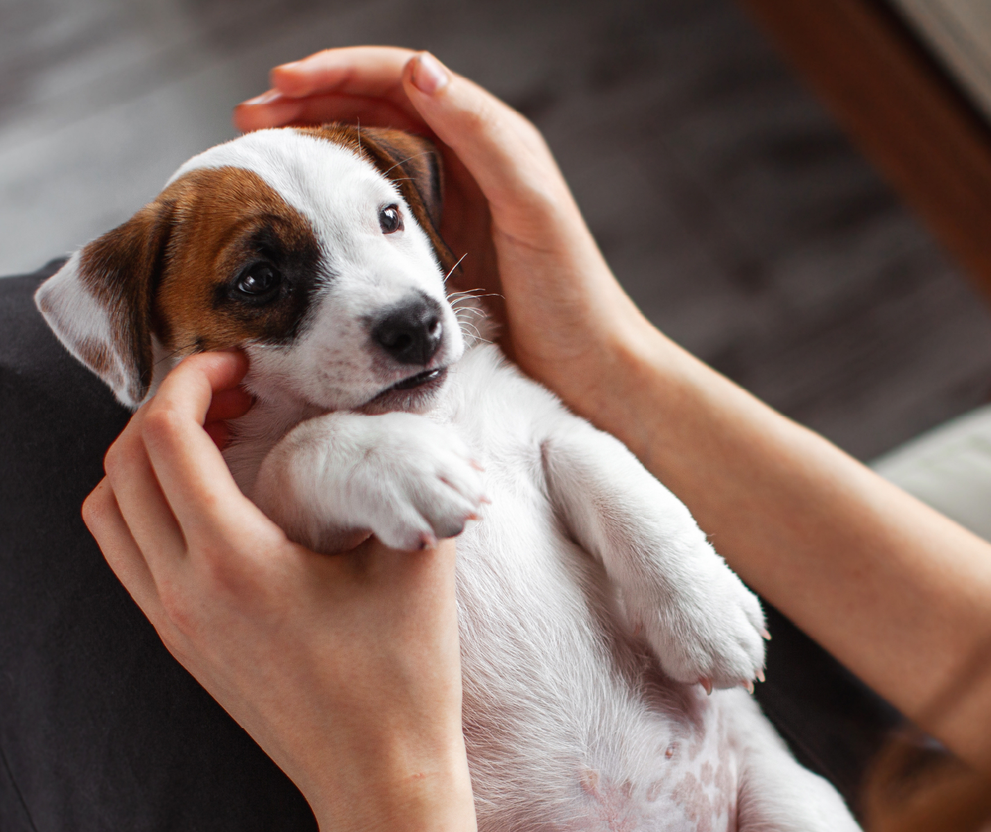 ¿Cachorro débil? Así puedes fortalecer su sistema inmune