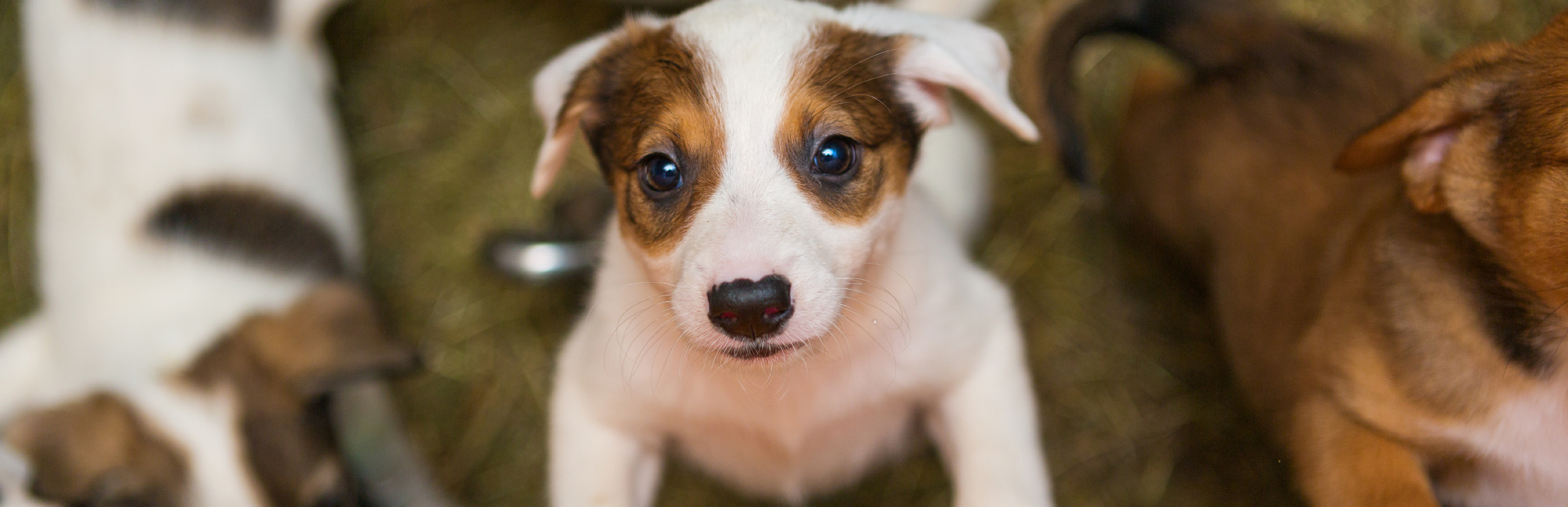 Como tratar cachorro debilitado