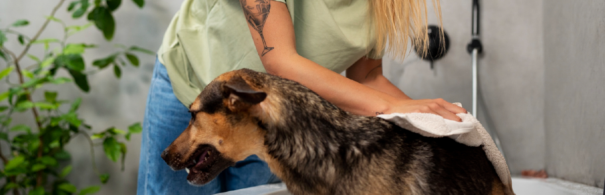 cada cuanto bañar a un perro