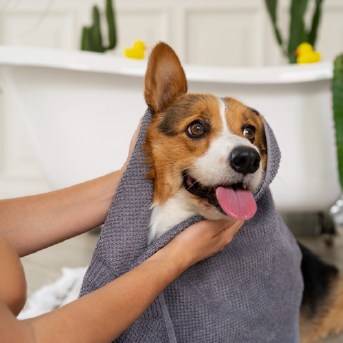 cada cuánto es necesario bañar a tu perro .png