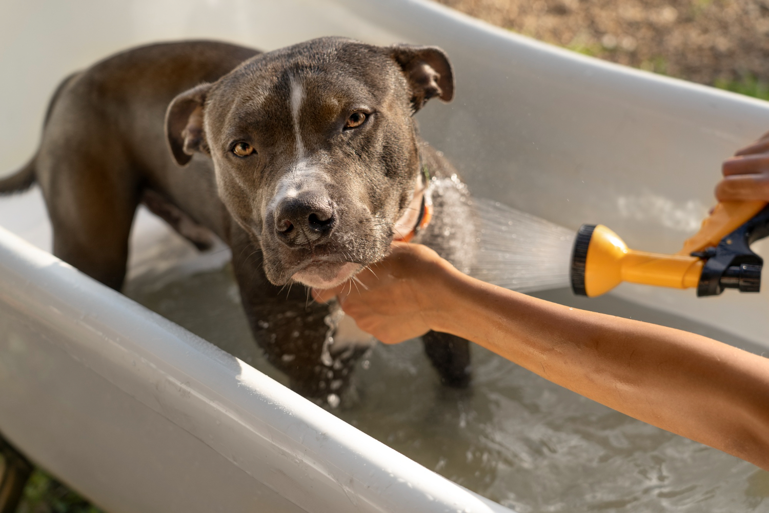 consejos para bañar a tu perro .jpeg