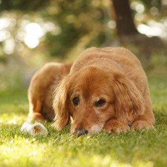 la adolescencia de los perros.jpg