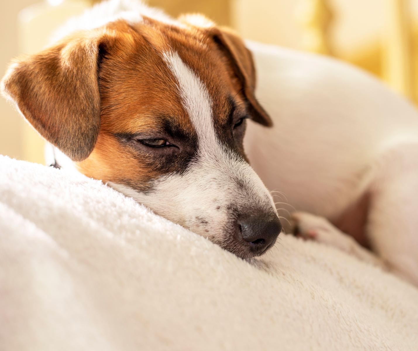 Conoce qué es y cómo tratar la Coccidiosis en cachorros