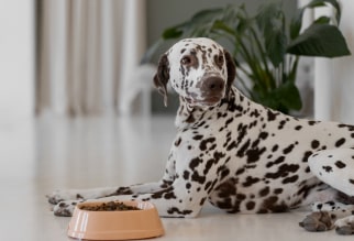 cantidad alimento perro adulto