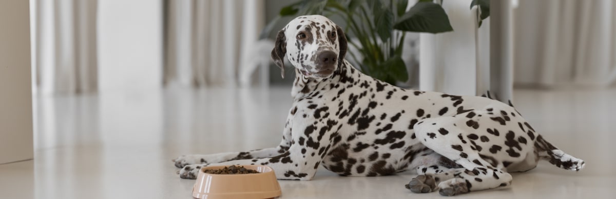 cantidad alimento perro adulto