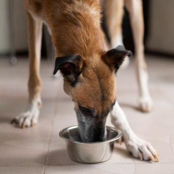 como calcular la cantidad de comida para un perro.jpg
