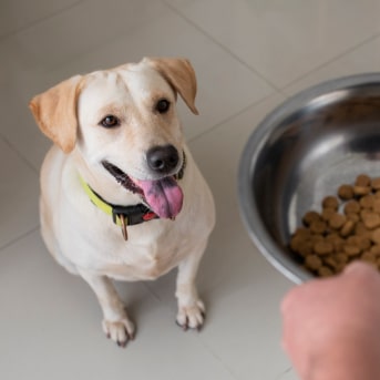 porcion alimento perro adulto.jpg