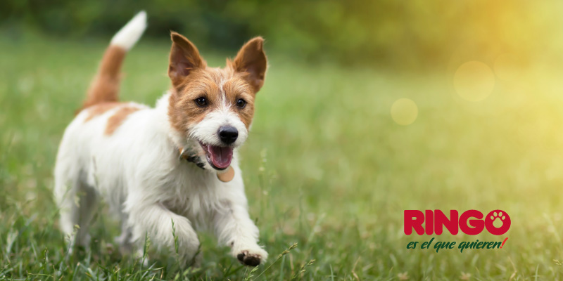 ¿Cómo ayudar a una casa hogar para perros? Te invitamos a que le des una nueva oportunidad a las mascotas de ser amados.