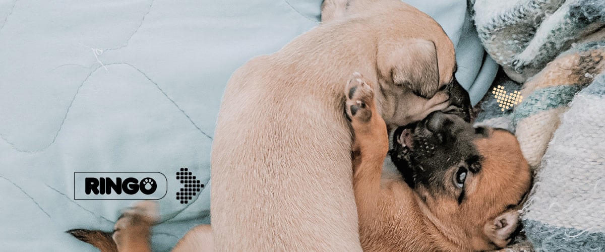 ¿Cómo cuidar a más de un perro? 
