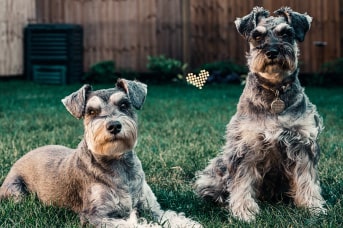 Perros armonisos