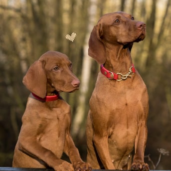 Perros alegremente juntos