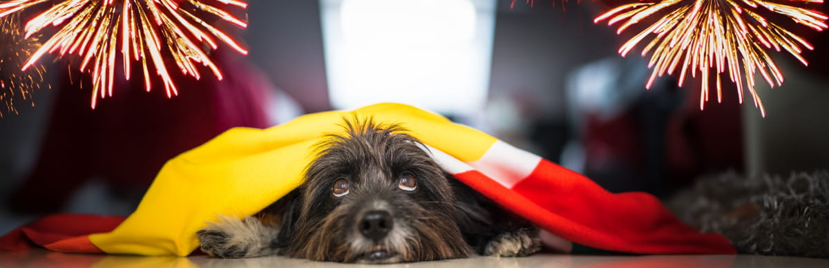 Como cuidar a tu perro de la polvora