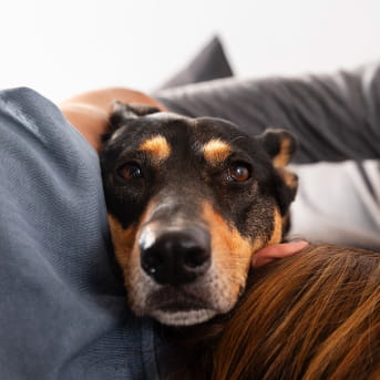 como cuidar a tu mascota de la polvora
