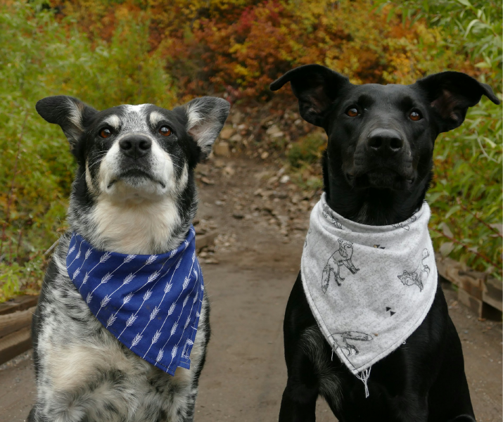 como prevenir la otitis en los perros