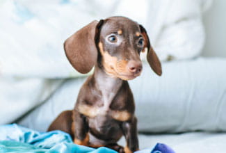 como alimentar a un cachorro