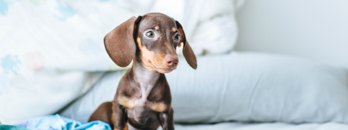 como alimentar a un cachorro