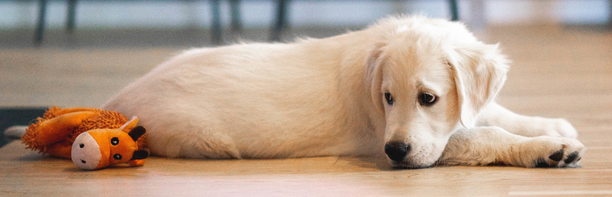 qué hacer para que mi perro no se orine dentro de la casa
