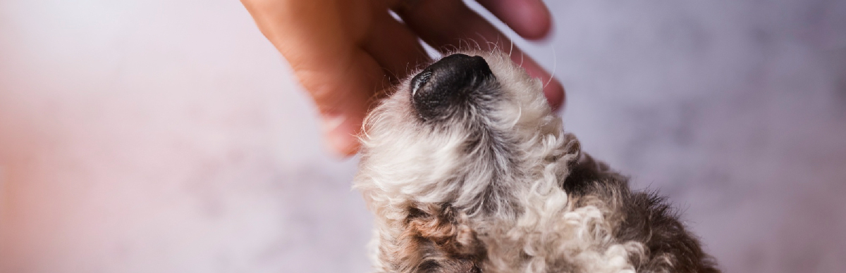 como saber si mi perro tiene hongos