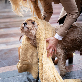 como-saber-si-mi-perro-tiene-hongos.jpg