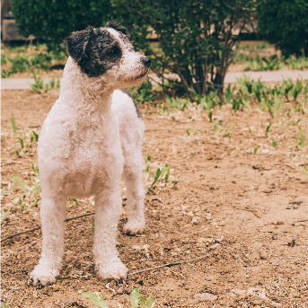 sintomas-de-hongos-en-perros.jpg