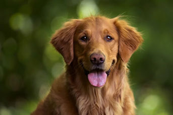 alimentos para que le brille el pelo a mi perro