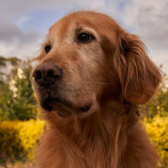 como mejorar el pelo de mi perro.jpg