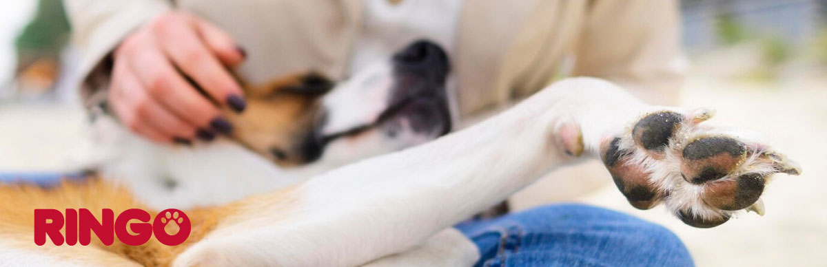 como cuidar las almohadillas de mi perro