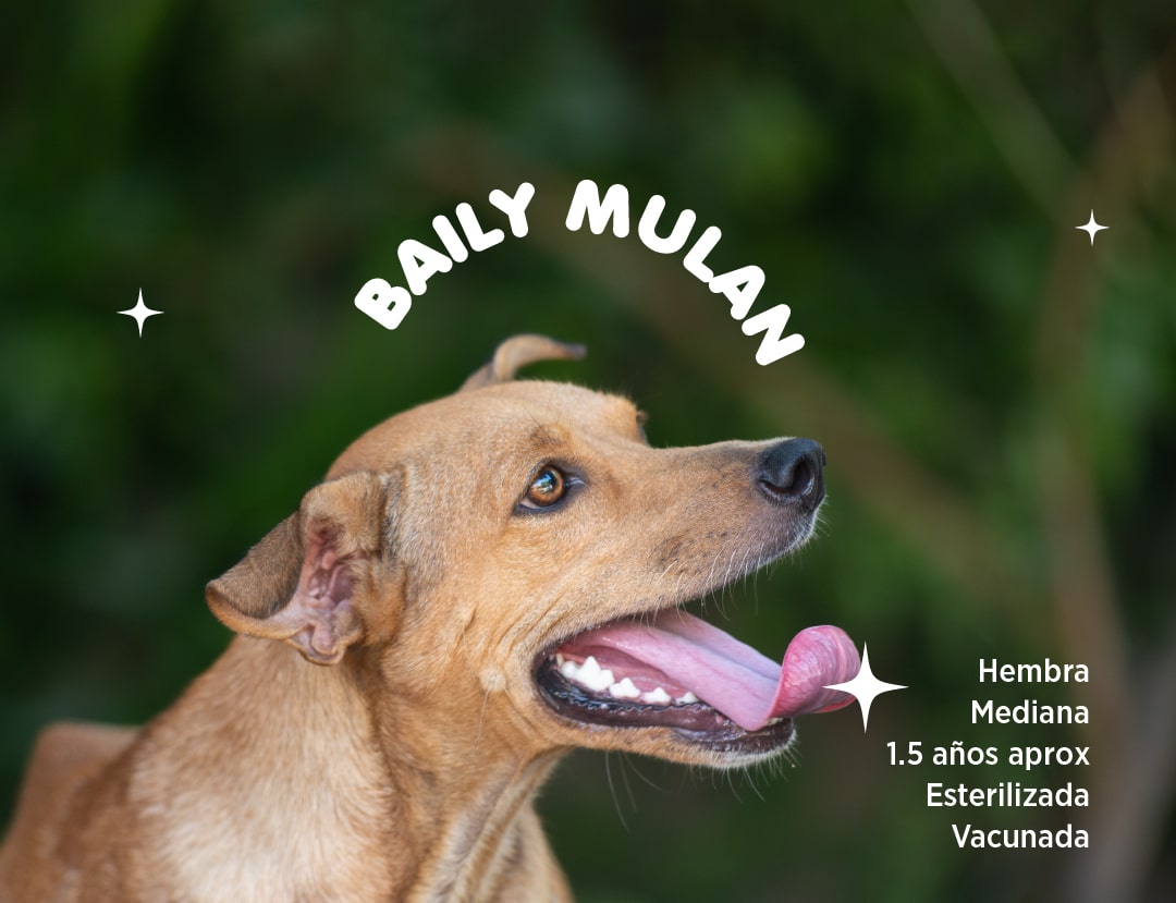 Baily-mulan-min.jpg