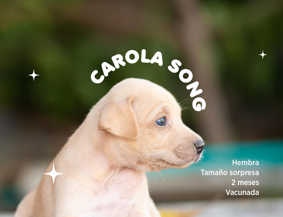 Carola-song-min.jpg
