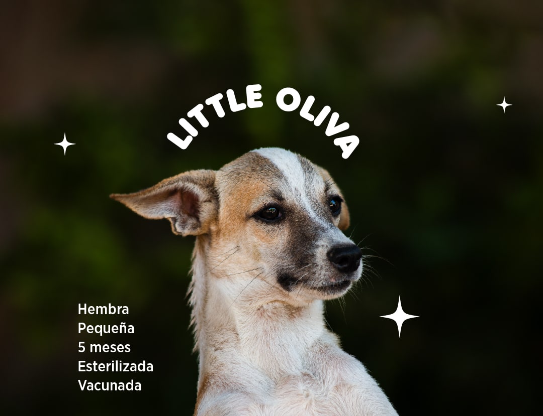Little-olivia-min.jpg