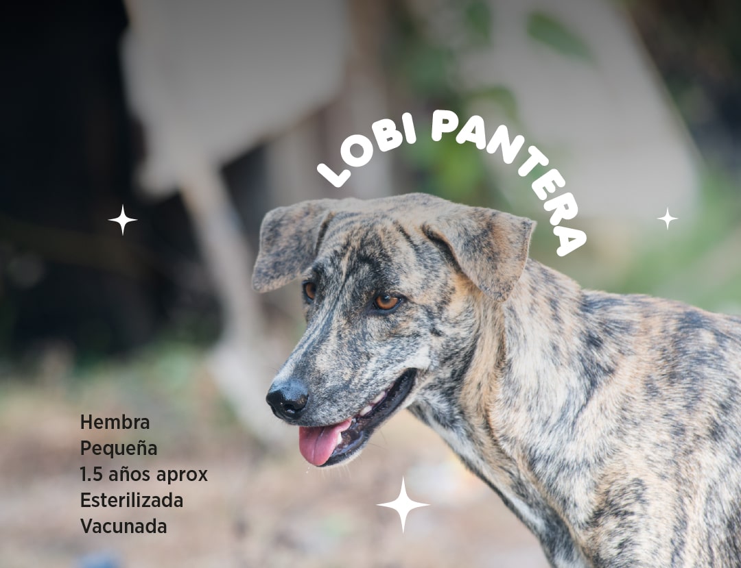 Lobi-pantera-min.jpg