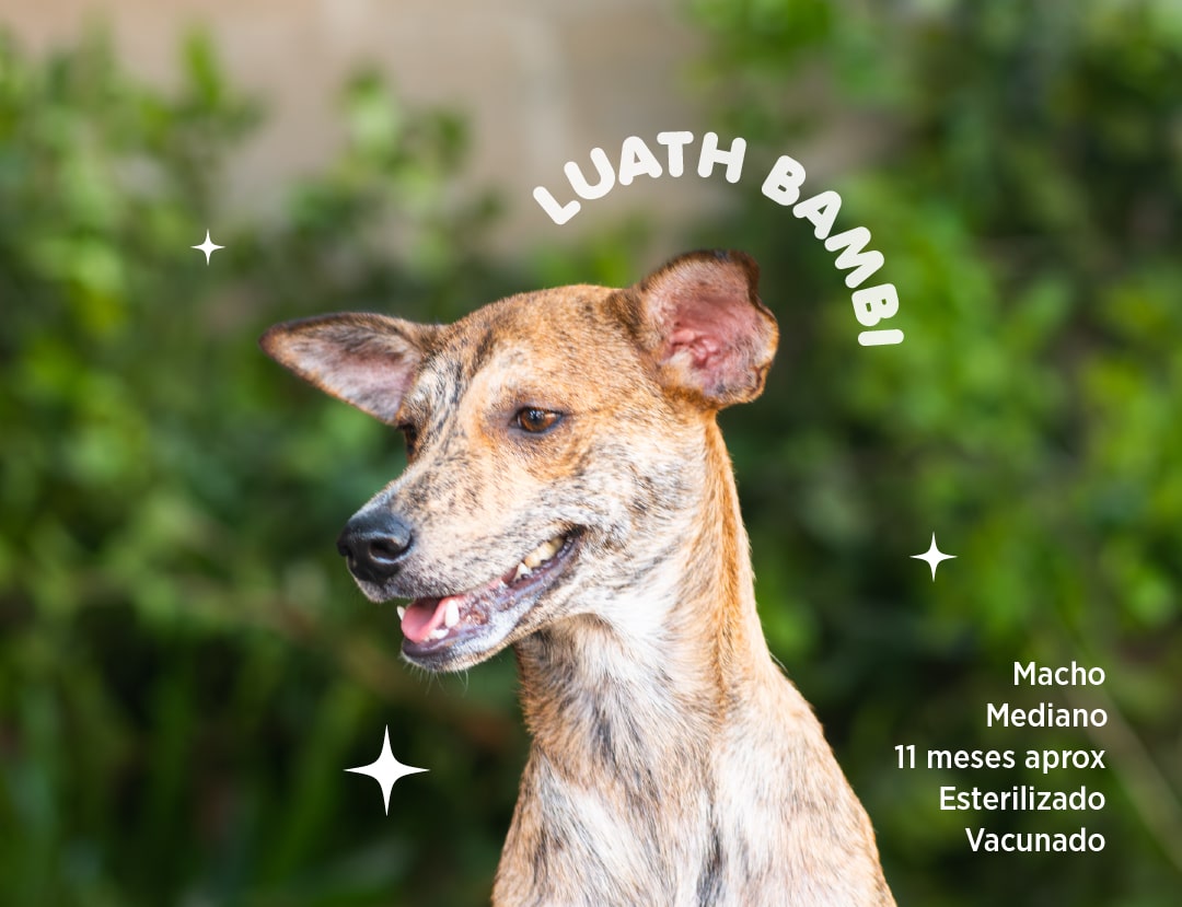 Luath-Bambi-min.jpg