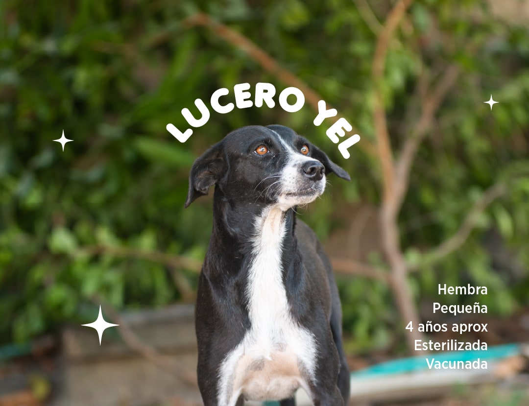 Lucero-yel-min.jpg