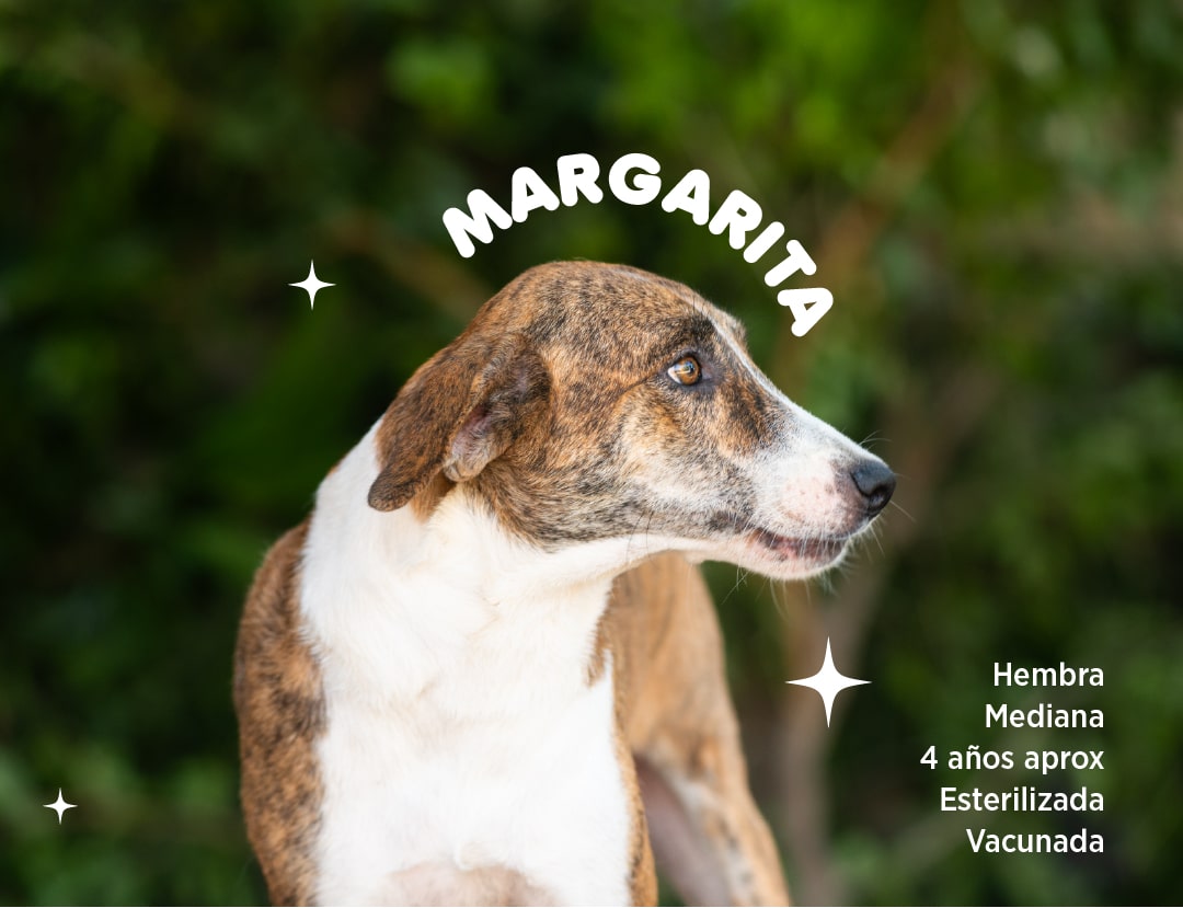 Margarita-min.jpg
