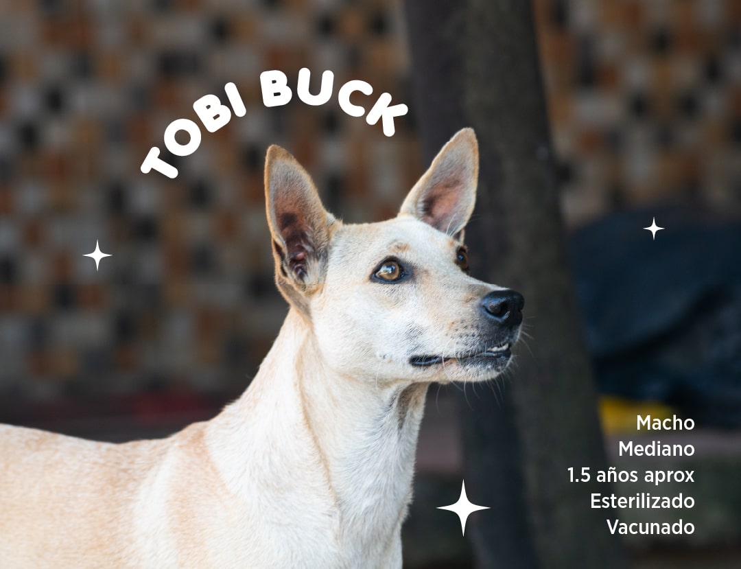 Tobi-Buck-min.jpg