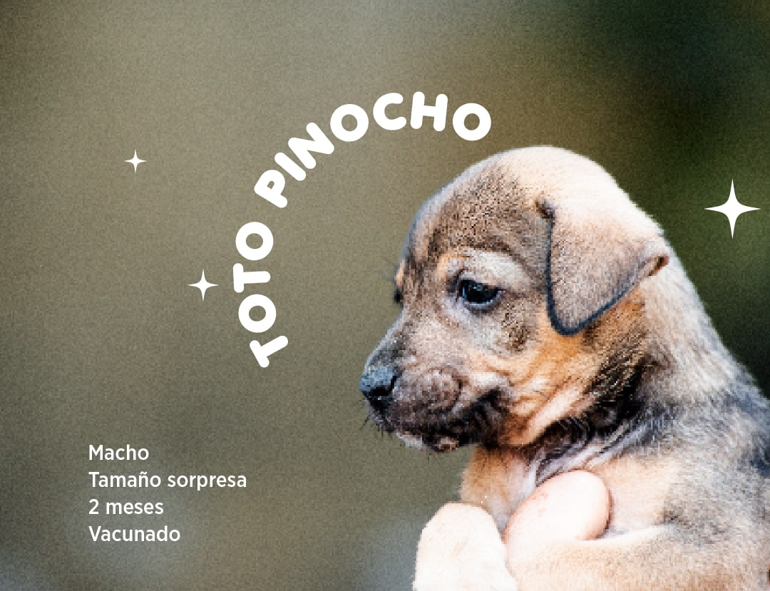 Toto-pinocho-min.jpg