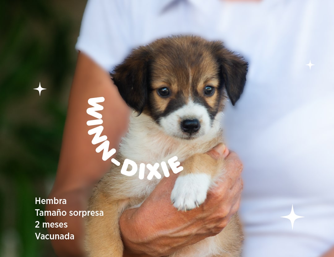 Winn-dixie-min.jpg