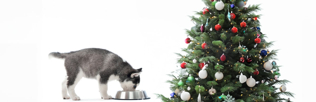 como alimentar a un perro en navidad