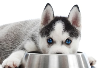 alimentación ringo +pro para perros adultos.jpg