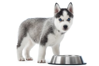 alimentos prohibidos para los perros en navidad.jpg